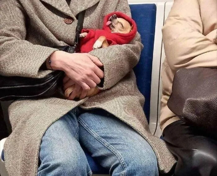 Está durmiendo 