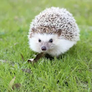 Hefgehogs Eat
