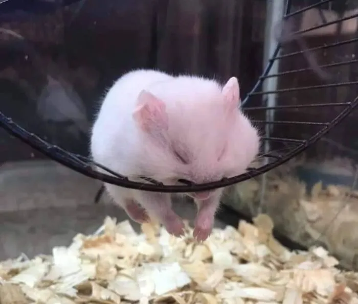  Hora de la siesta