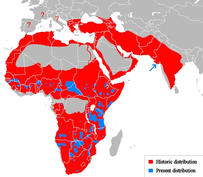 How Much Trouble Lions Are Really In