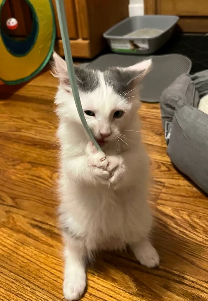 Just Adopted This Smol Goblin! His Name Is Merin