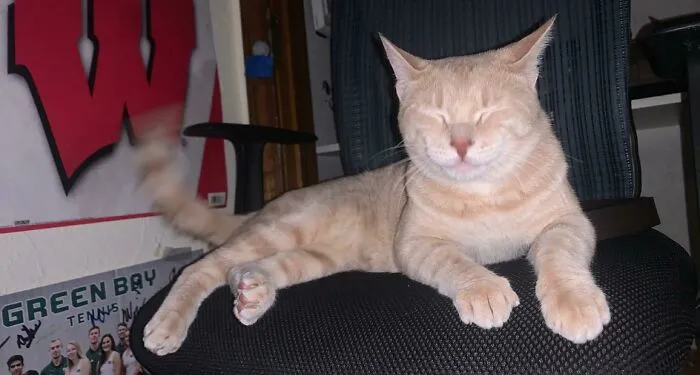 Our Family Adopted A Cat Today. I Swear He’s Smiling
