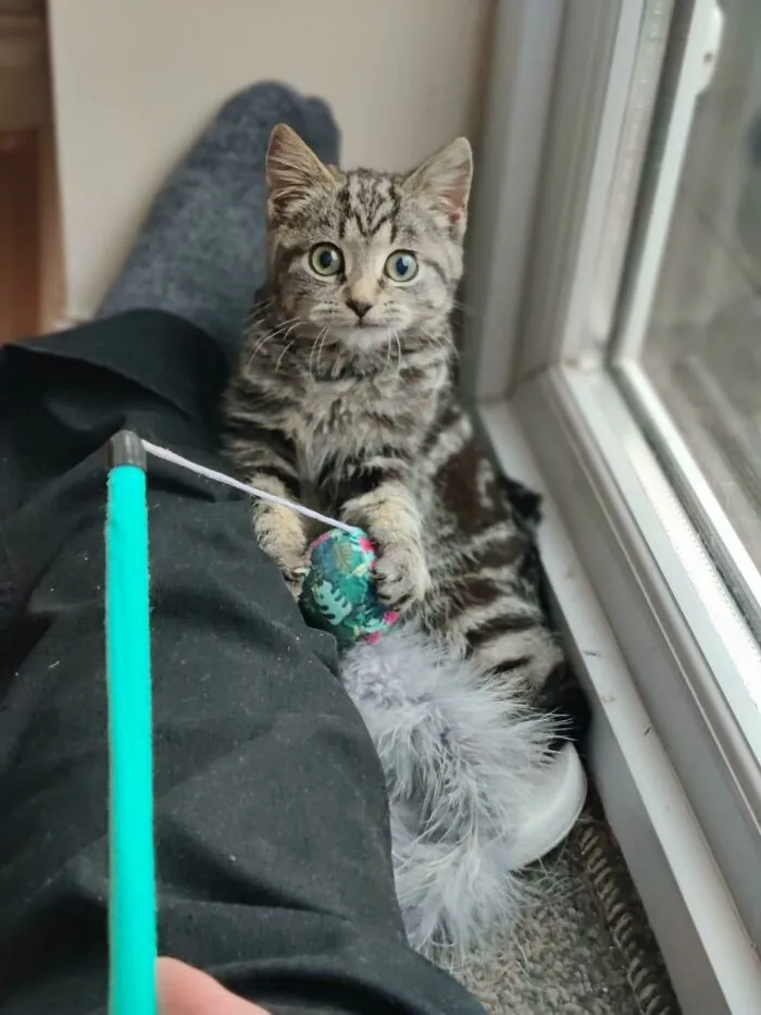 This Is Bubble. We Adopted Him Knowing He Was Feral And Probably Would Never Go Near Us! 3 Days In And We Are Already Getting Contact