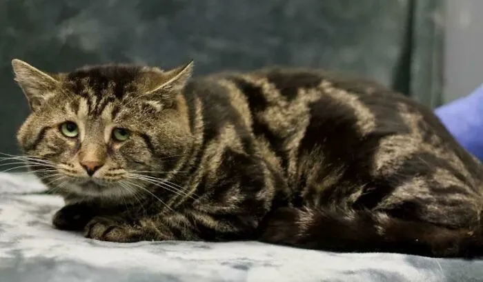 Fishtopher The Cat Finds Forever Home After His Adoption Listing Went Viral