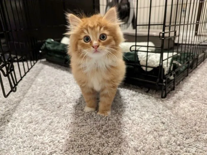 Mi prometido y yo decidimos adoptar un nuevo gatito. ¡Os presento a Larry!