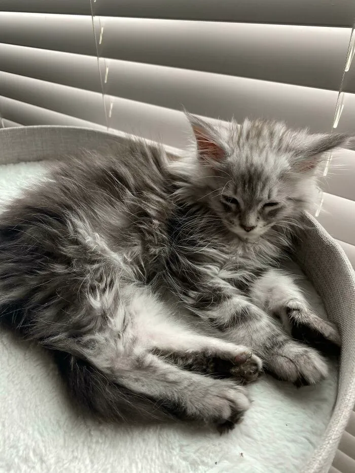 Just Adopted A New Kitten. Decided To Name Him Koda After The Cub In Brother Bear. He Reminds Me Of A Mcflurry