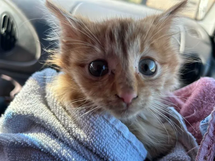 Rescued A Barn Kitty From The Cold Yesterday