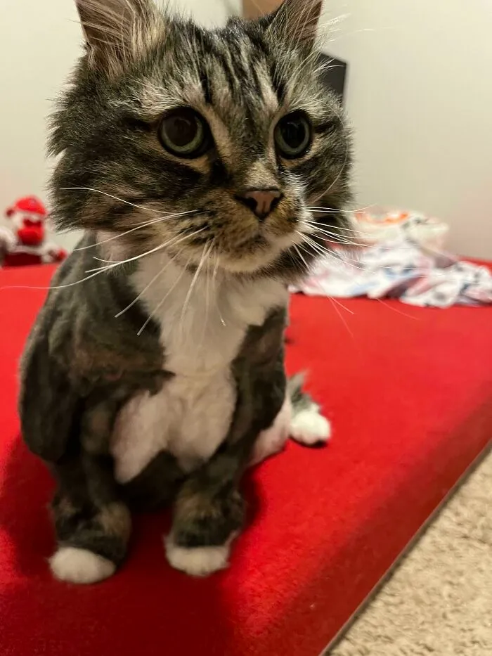 ¡Conoced a Nala! Rescatamos a esta belleza de 14 años y es absolutamente increíble