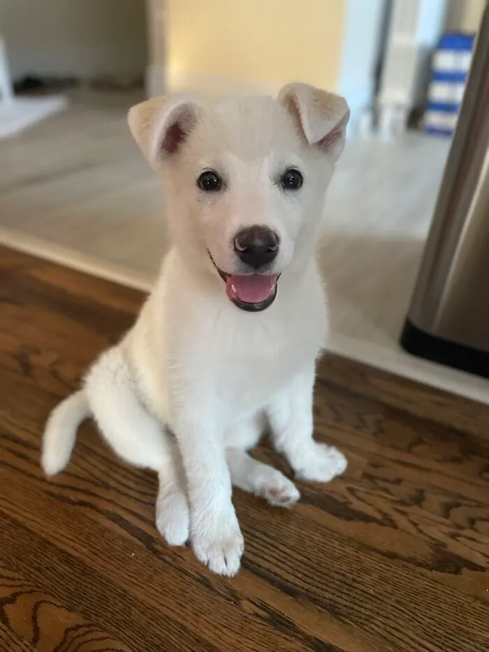 Un amigo acaba de adoptar a esta adorable niña. Su nombre es Sadie