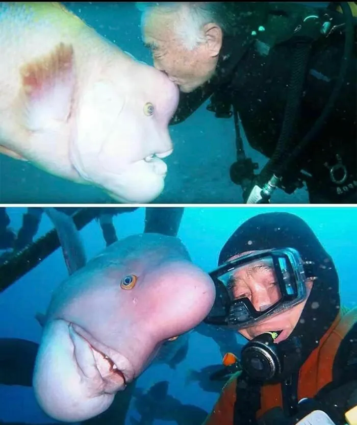 A Japanese Diver Has Been Entrusted To Oversee One Of Japan’s Shinto Shrines That Is Located Beneath The Surface Of Tateyama Bay