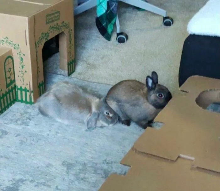 Chester se está vengando de todas las veces que Cinnamon se ha sentado sobre él