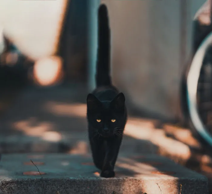 Cats