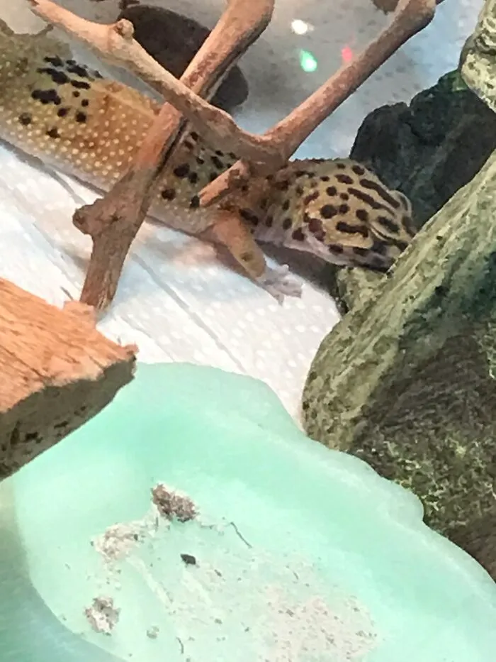 Olly’s Favourite Spot To Sleep: Nose First In Her Rock Castle