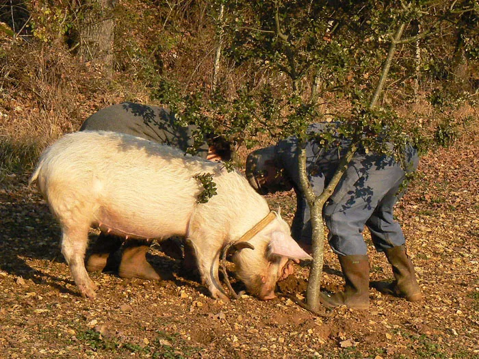 Go Truffle Hunting In Tuscany