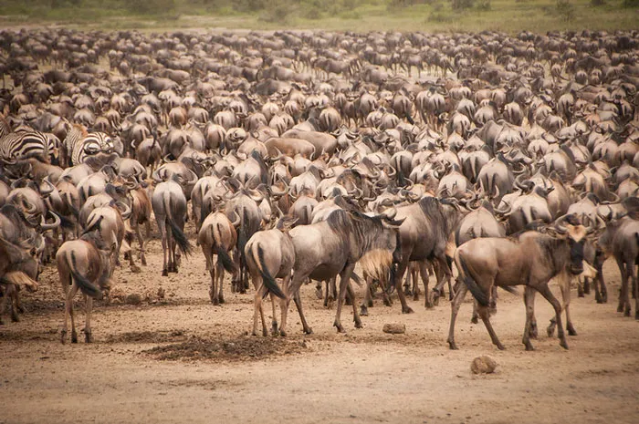 Go On An African Safari