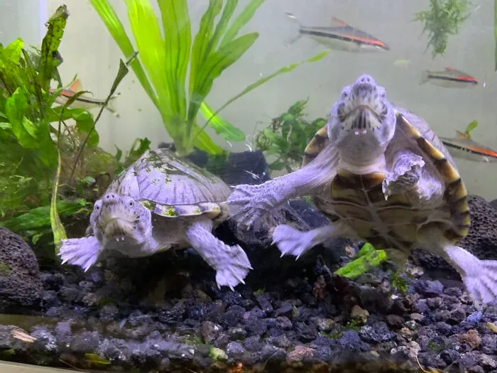 Hi, We Are Alice And Arthur, And We Can Do Tricks Like Nose-Booping And Swimming In Circles:d