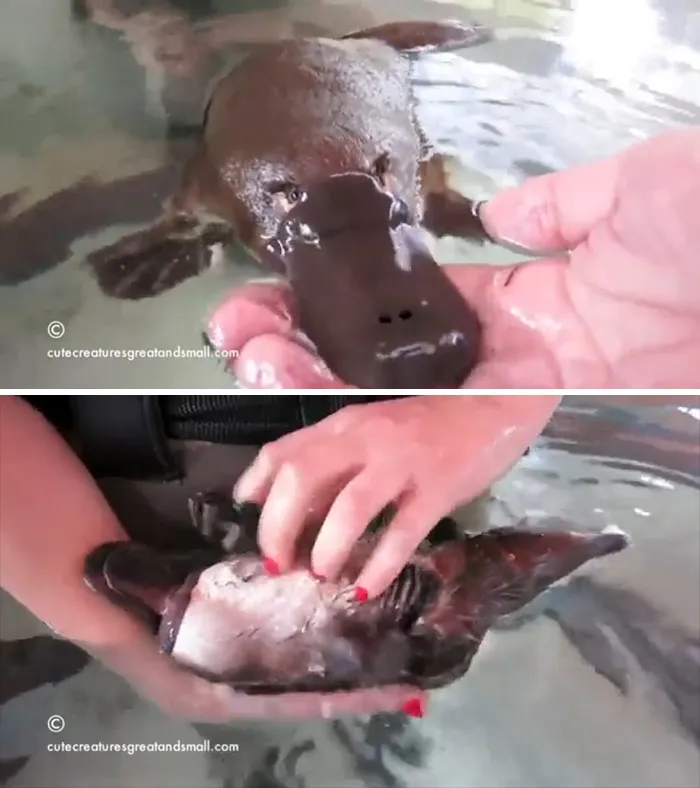 Platypuses/Platypi Are Extremely Affectionate, Also Have The Most Rem Sleep Of Any Animal (5.8-8 H/Day)