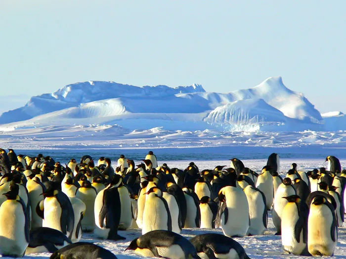 Interact With The Penguins Of Antarctica