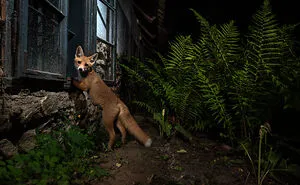 26 Photos Of Roxy The Fox, Whose Life I Observed For 8 Months