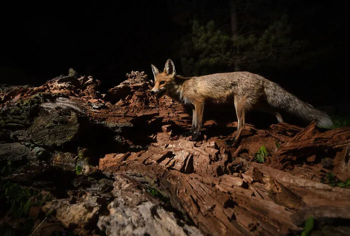 Roxy On A Fallen Trunk