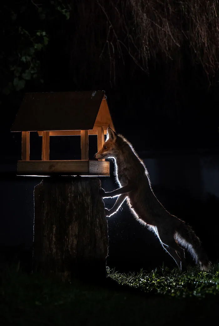 Roxy And The Bird Feeder