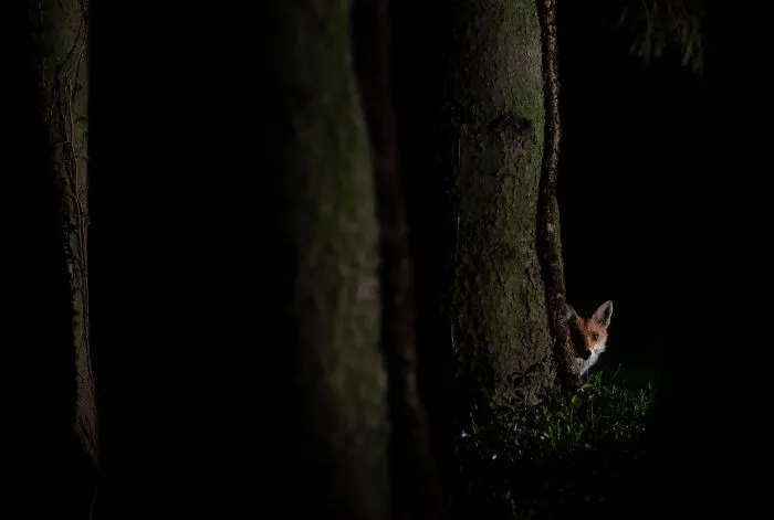 Observing Fox
