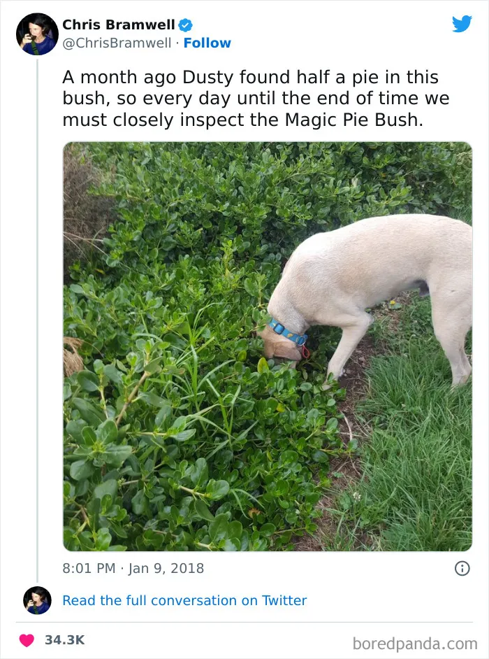 Magic Pie Bush