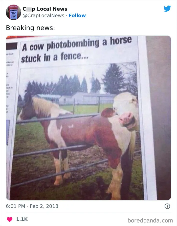 50 Fun Headlines From Local News That Are Unhinged And Bizarre