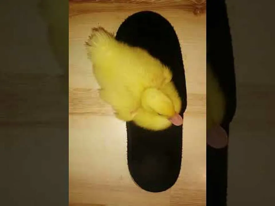 Duck's Sweet Obsession With My Slippers...