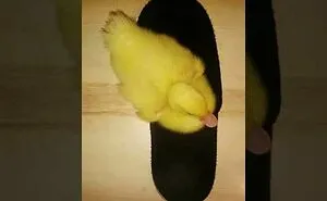 Duck's Sweet Obsession With My Slippers...