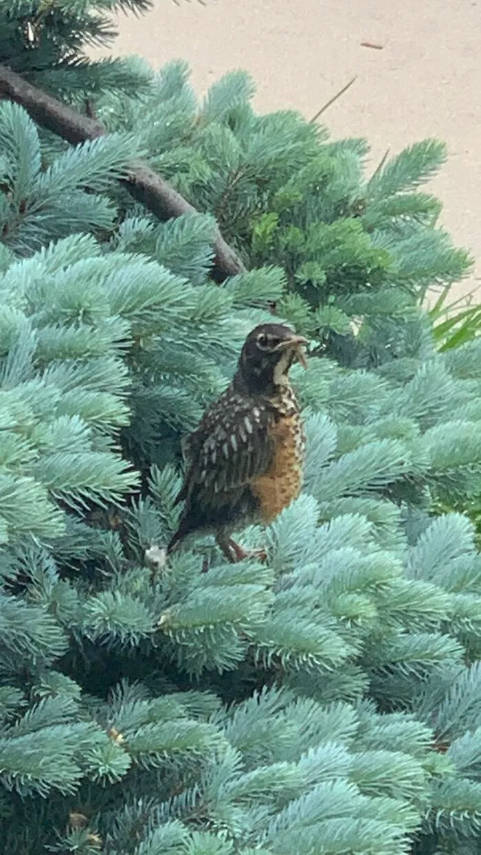 These Baby Birds We Had In Our Yard Last Spring