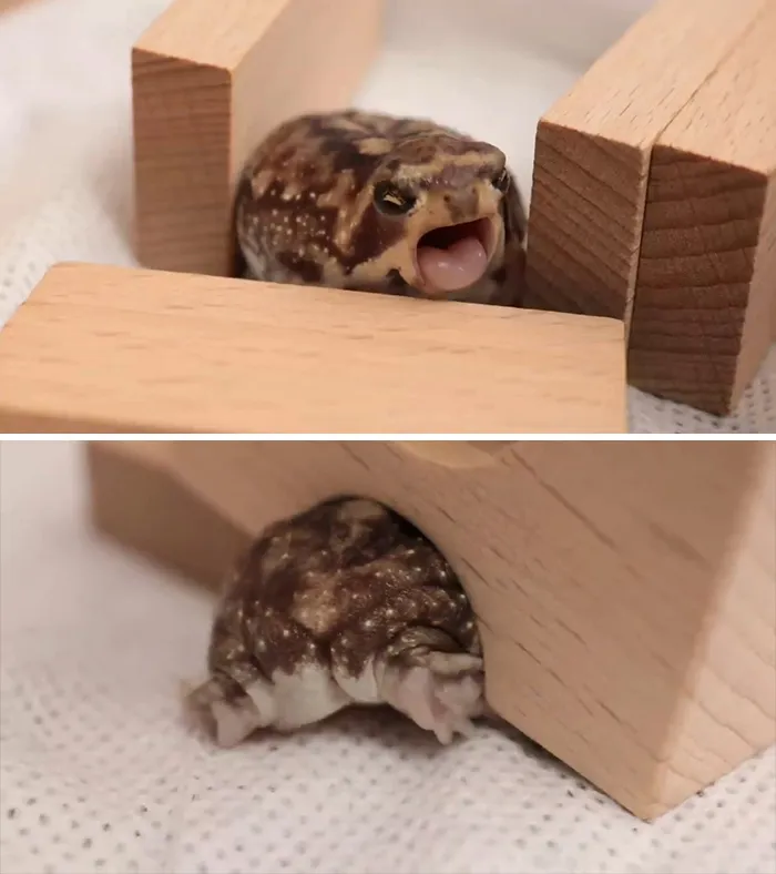 Cute frog peeking and squeezing through wooden blocks showing lesser-known facts about animals that made people say aww