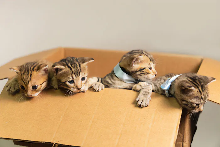 Foster Puppies/Kittens