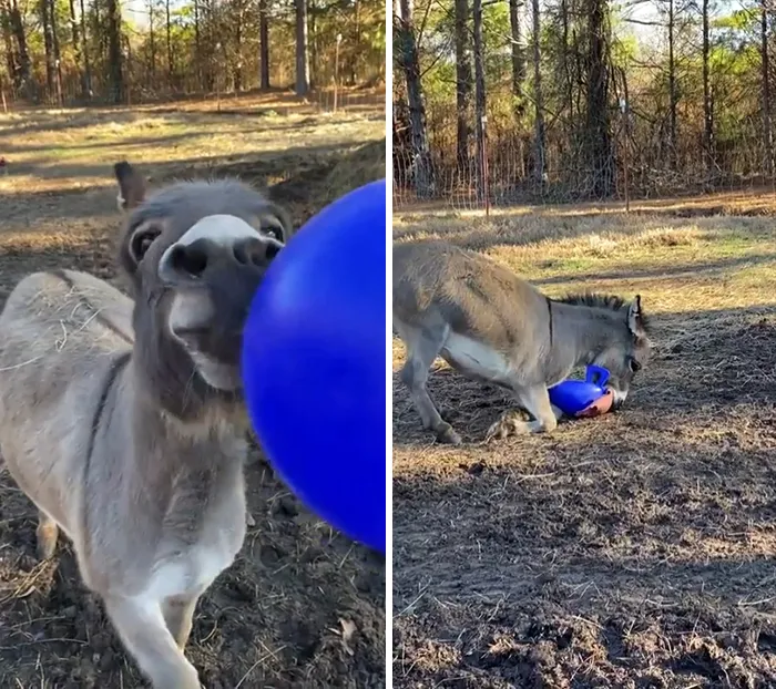 Donkey playing with a blue ball outdoors in a fenced area, showcasing playful animal behavior and charm.