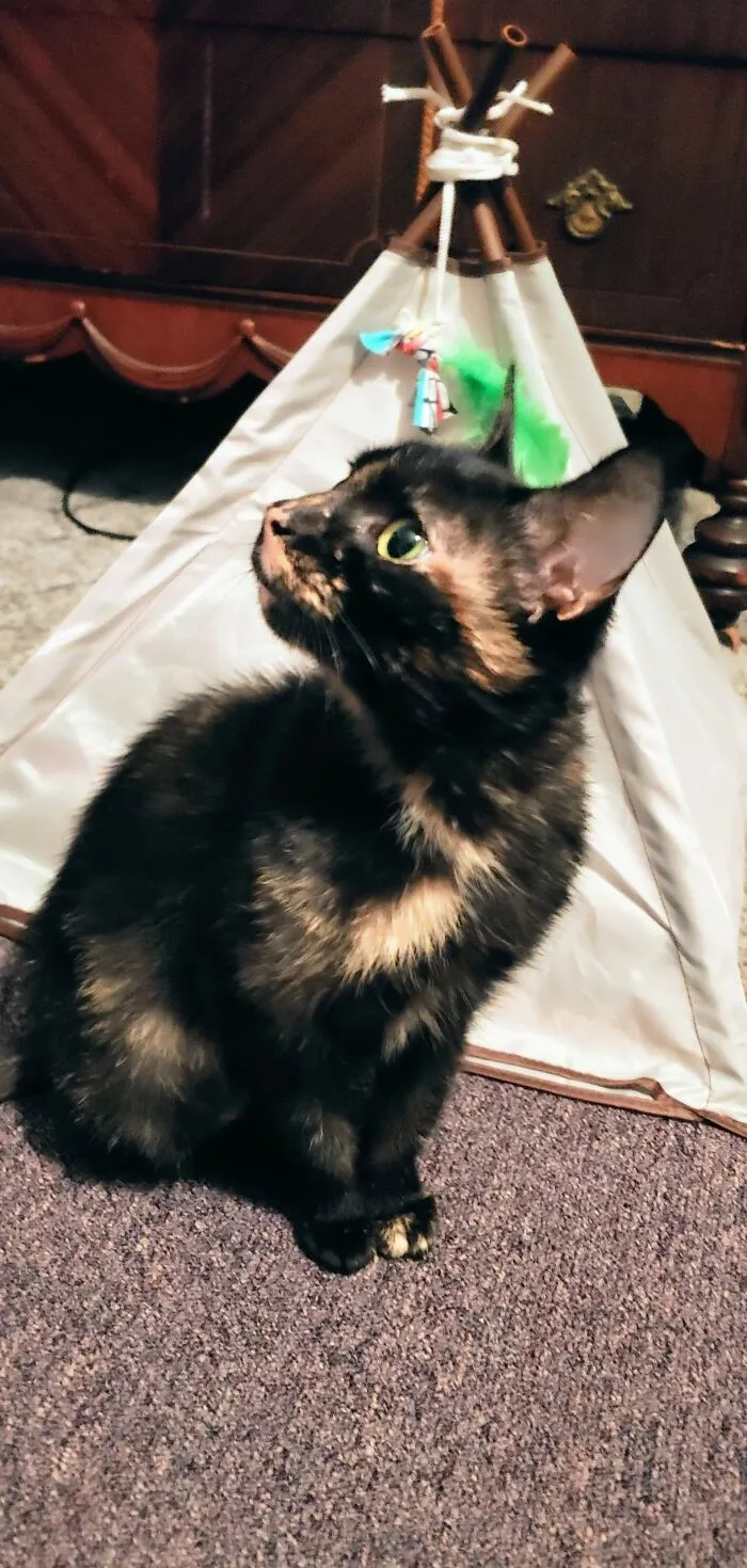 Cinder Over A Year Ago Settling Into Her New Home Mesmerized By Videos Of Bluejays On Youtube