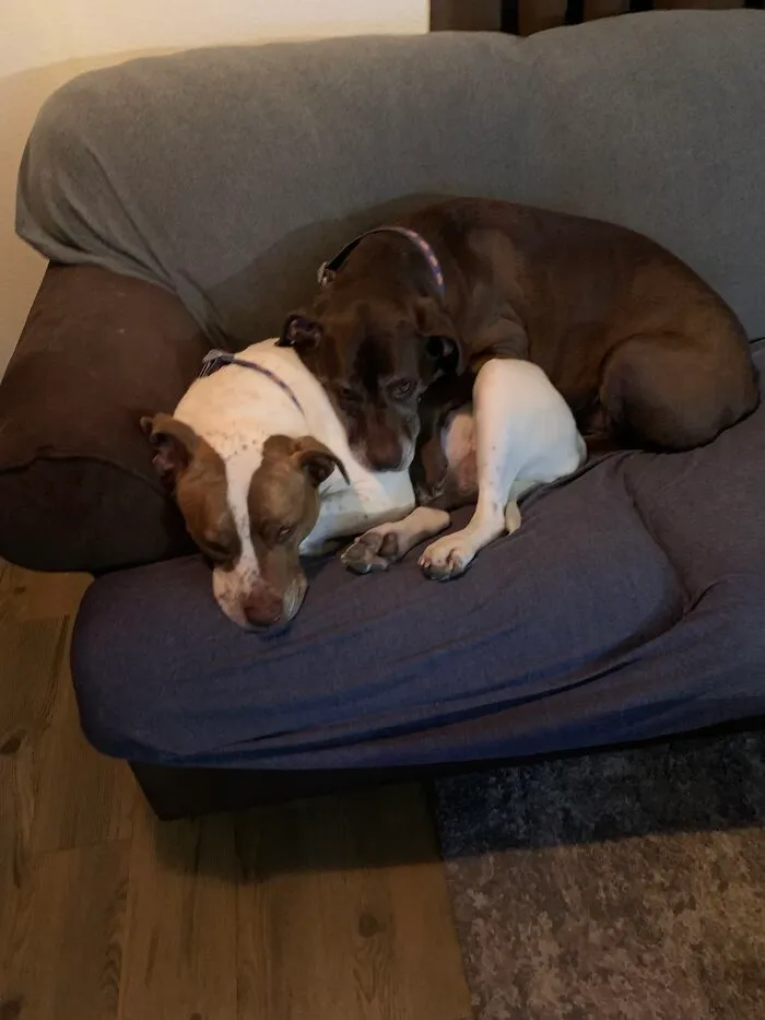 Love Between Sisters