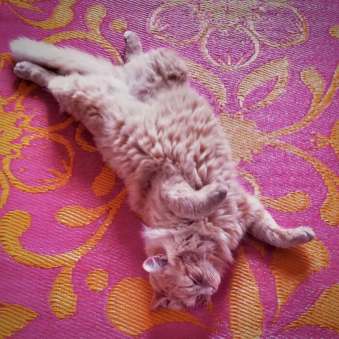 Fancy Nap