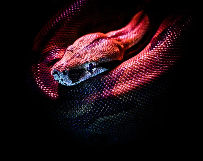 Snakes