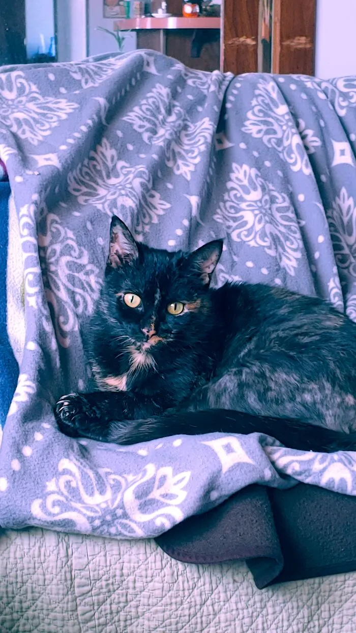 I Posted A Pic Before, But I Just Took This Pic Of Cinder And Thought She Looked Especially Cute Today