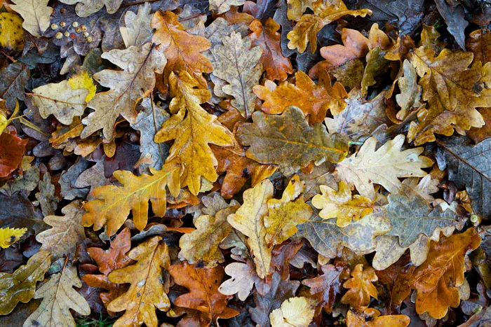 Rake Leaves For An Elderly Neighbor