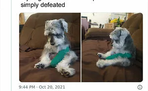"What's Wrong With Your Dog?": 50 Hilarious Times Dogs Seemed To Malfunction Hard (New Pics)