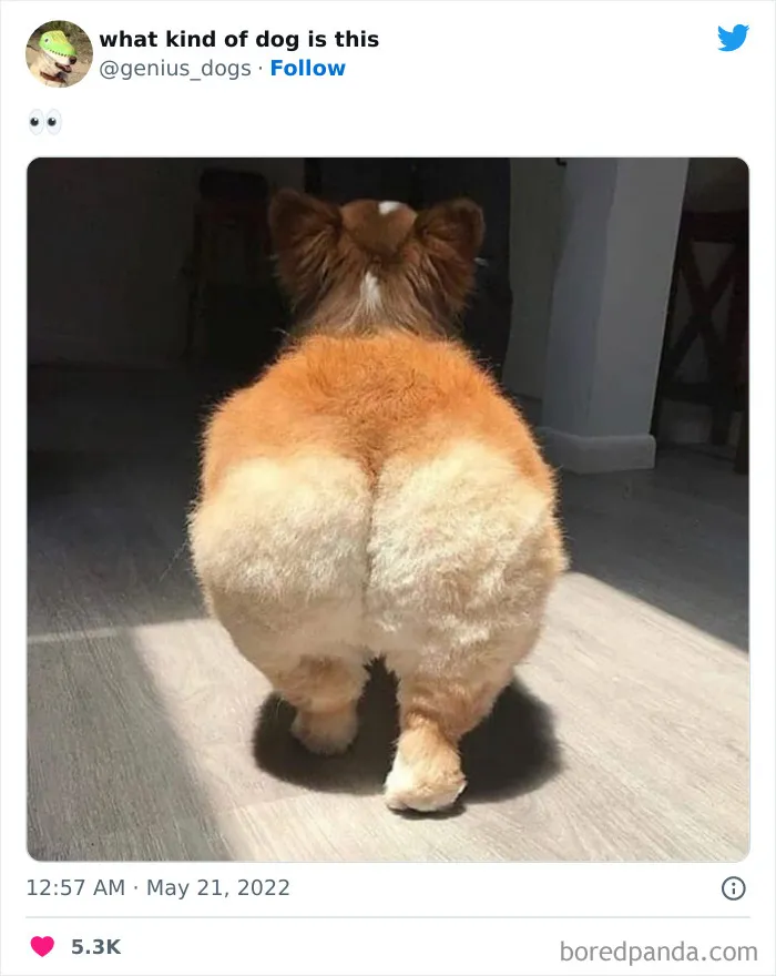 "¿Qué tipo de perro es este?": 35 divertidas fotos de perros que te harán sonreír (nuevas fotos)
