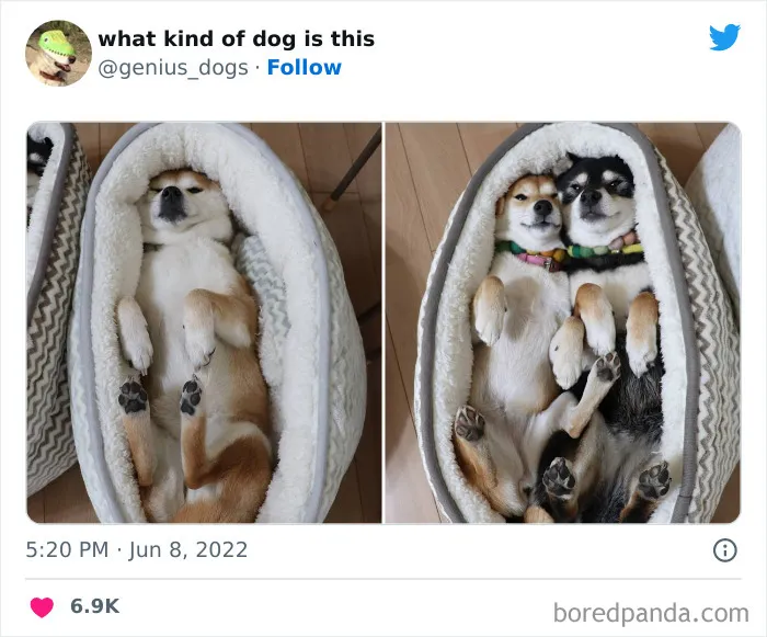 "¿Qué tipo de perro es este?": 35 divertidas fotos de perros que te harán sonreír (nuevas fotos)