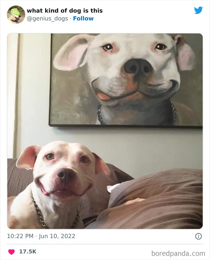 "¿Qué tipo de perro es este?": 35 divertidas fotos de perros que te harán sonreír (nuevas fotos)