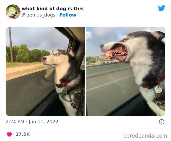 "¿Qué tipo de perro es este?": 35 divertidas fotos de perros que te harán sonreír (nuevas fotos)
