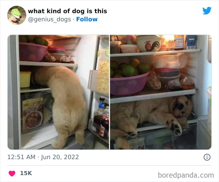"¿Qué tipo de perro es este?": 35 divertidas fotos de perros que te harán sonreír (nuevas fotos)