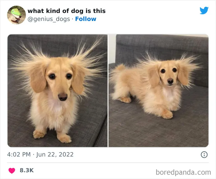 "¿Qué tipo de perro es este?": 35 divertidas fotos de perros que te harán sonreír (nuevas fotos)