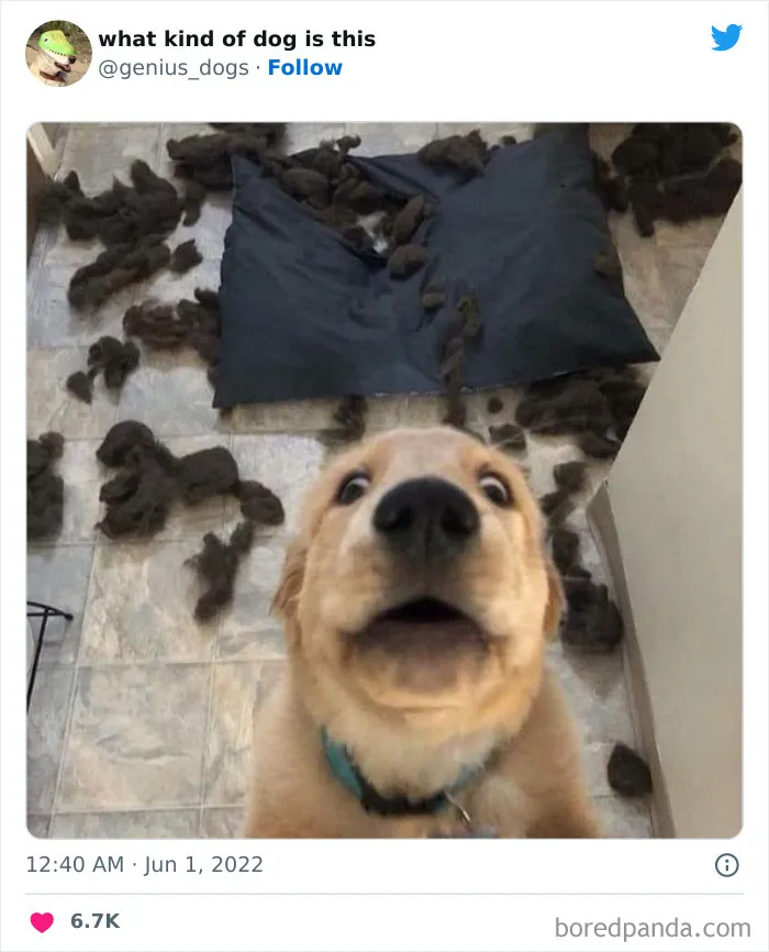"¿Qué tipo de perro es este?": 35 divertidas fotos de perros que te harán sonreír (nuevas fotos)