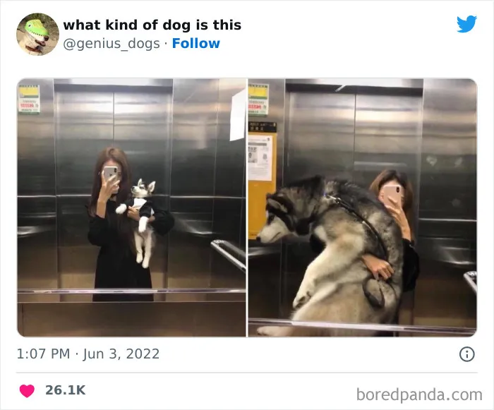"¿Qué tipo de perro es este?": 35 divertidas fotos de perros que te harán sonreír (nuevas fotos)