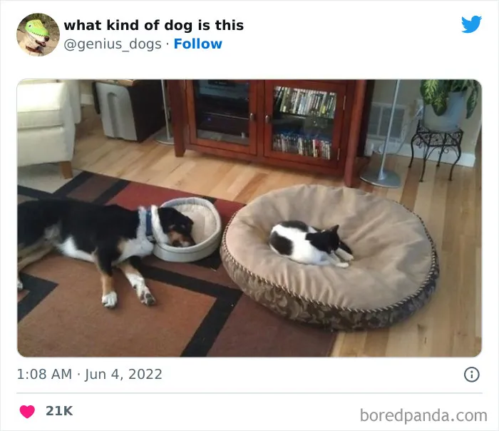 "¿Qué tipo de perro es este?": 35 divertidas fotos de perros que te harán sonreír (nuevas fotos)